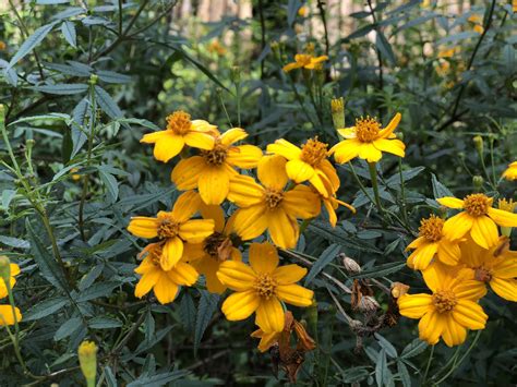 萬壽菊禁忌|【食材介紹】高CP值的入門款萬用香草「芳香萬壽菊。